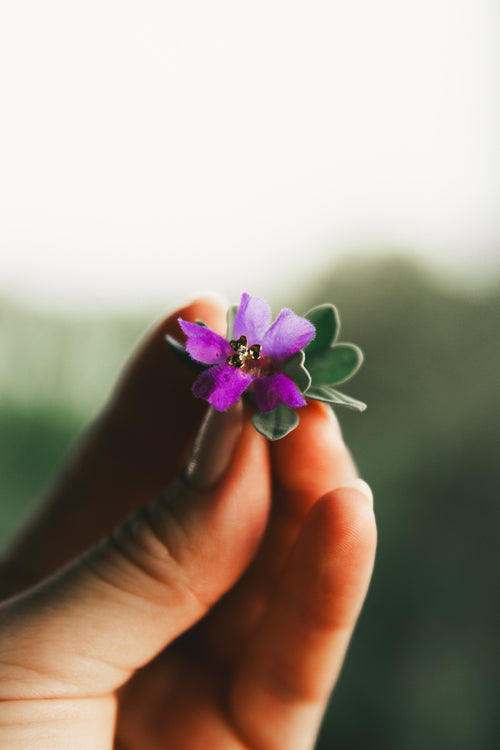 Flower Baby Earrings with Zircons